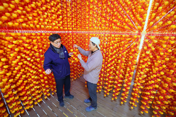 진병영 함양군수가 21일 함양군 서하면 곶감 농가를 찾아 농민들을 격려하고 곶감 덕장을 둘러 보고 있다. /함양군
