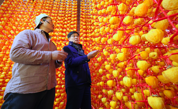 진병영 함양군수가 21일 함양군 서하면 곶감 농가를 찾아 농민들을 격려하고 곶감 덕장을 둘러 보고 있다. /함양군