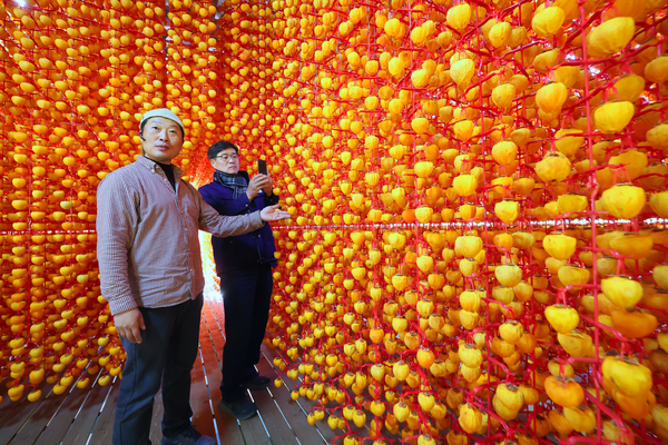 진병영 함양군수가 21일 함양군 서하면 곶감 농가를 찾아 농민들을 격려하고 곶감 덕장을 둘러 보고 있다. /함양군