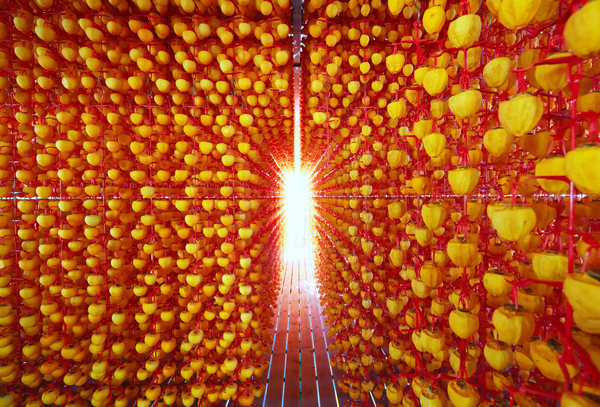 함양군 서하면 곶감 농가 덕장. /함양군