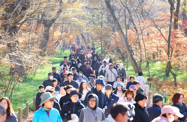 22일 함양군 상림공원 일원에서 열린 ‘천년의 숲, 상림 건강 걷기’에서 참가자들이 늦가을 가을단픙을 구경하며 걷고 있다. /함양군