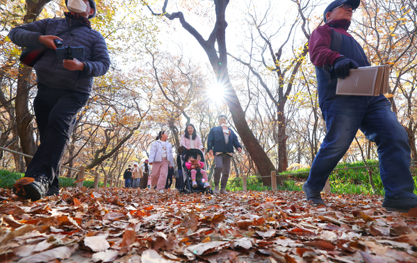22일 함양군 상림공원 일원에서 열린 ‘천년의 숲, 상림 건강 걷기’에서 참가자들이 늦가을 가을단픙을 구경하며 걷고 있다. /함양군