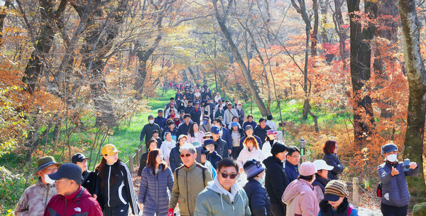 22일 함양군 상림공원 일원에서 열린 ‘천년의 숲, 상림 건강 걷기’에서 참가자들이 늦가을 가을단픙을 구경하며 걷고 있다. /함양군