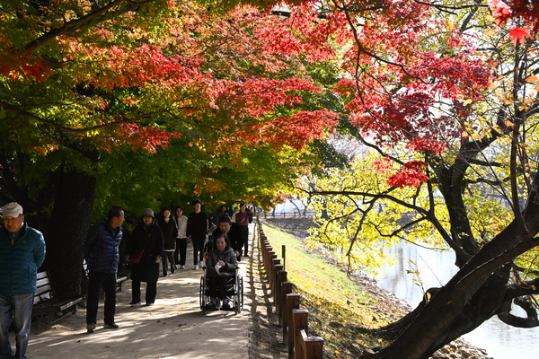 22일 창원시 진해구 여좌천 인근 내수면환경생태공원 나뭇잎들이 서서히 물들고 있다.예년에는 11월 22일 전후에 단풍으로 물들었는데 올해는 현재 초록잎이 많은 상태다./김구연 기자