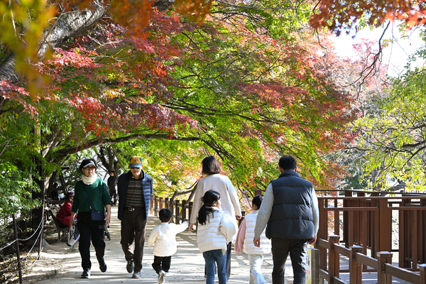 22일 창원시 진해구 여좌천 인근 내수면환경생태공원 나뭇잎들이 서서히 물들고 있다.작년 11월 22일에는 단풍으로 물들어었는데 올해는 현재 초록잎이 많은 상태다./김구연 기자