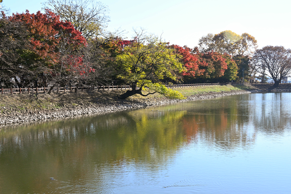 22일 창원시 진해구 여좌천 인근 내수면환경생태공원 나뭇잎들이 서서히 물들고 있다.작년 11월 22일에는 단풍으로 물들어었는데 올해는 현재 초록잎이 많은 상태다./김구연 기자