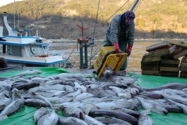 겨울철 거제 외포항은 진해만 일대에서 잡힌 대구로 넘쳐난다. /경남도민일보 DB