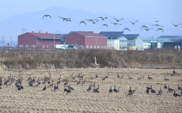 기러기와 쇠기러기 무리들이 24일 창원시 의창구 동읍 주남저수지 인근 대산면 들판에서 벼이삭을 주워 먹고 있다. 주남저수지 탐방로는 고병원성 조류인플루엔자(AI) 발생으로 이달 21일 이후 통제되고 있다. /김구연 기자