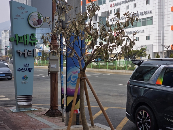 마산어시장 해안도로 가로수 떼죽음..."식재 시기 부적합" 결론 - 뉴스 썸네일 이미지