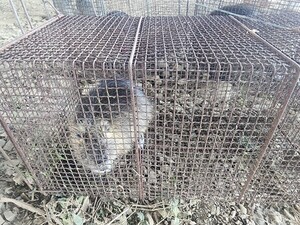 낙동강유역<b>환경</b>청, 뉴트리아 집중퇴치