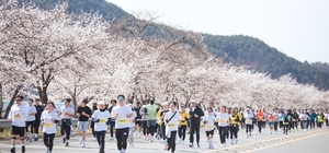 합천벚꽃마라톤대회, 역대 최단기간 접수 조기마감